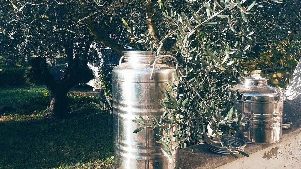 Il Pettirosso B&B Grottaferrata Exterior photo