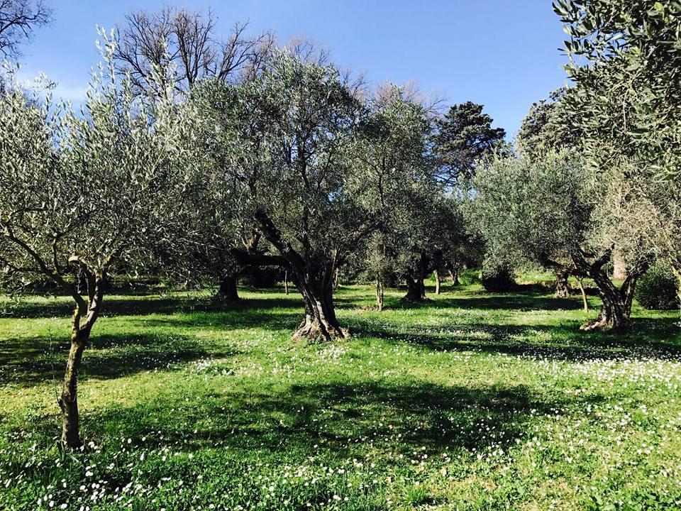 Il Pettirosso B&B Grottaferrata Exterior photo